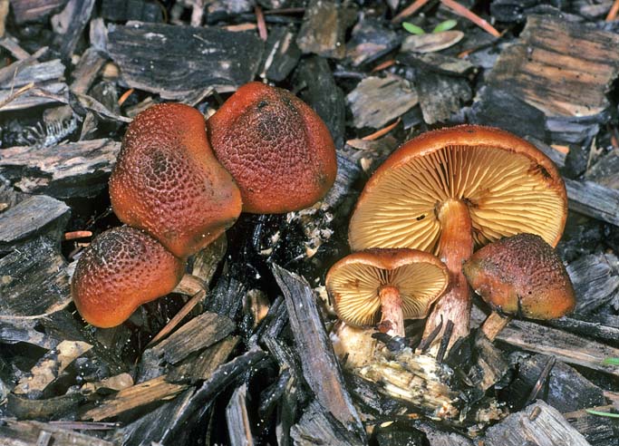 Gymnopilus luteofolius